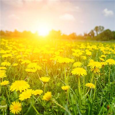 仙界幻世录ol官方果盘版下载